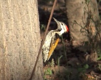 Golden backed woodpecker